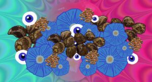 lsa amida de acido d lisergico ergina la 111