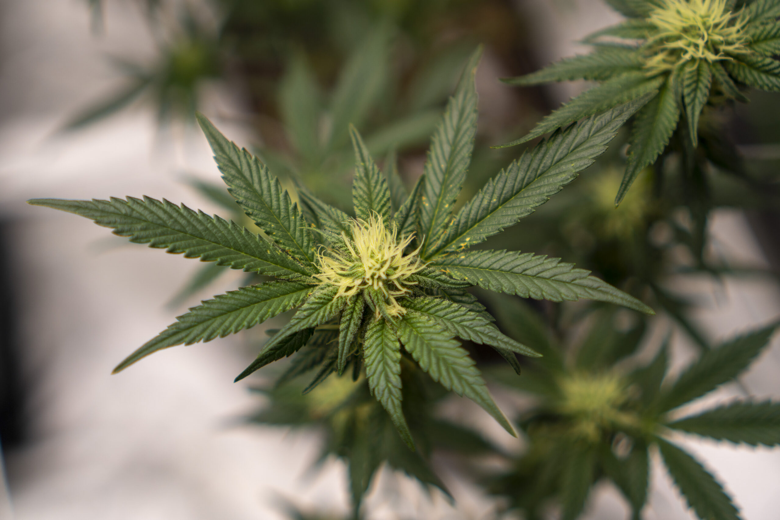 SOBRERANIA PSICOACTIVA scaled