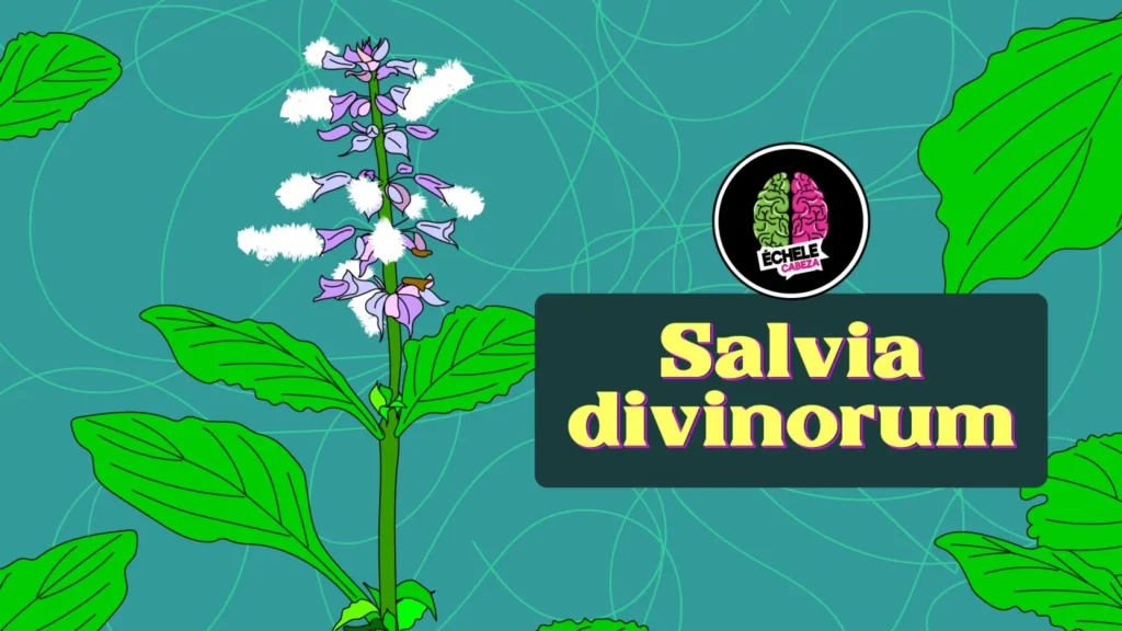 Salvia bannerweb