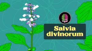 Salvia bannerweb